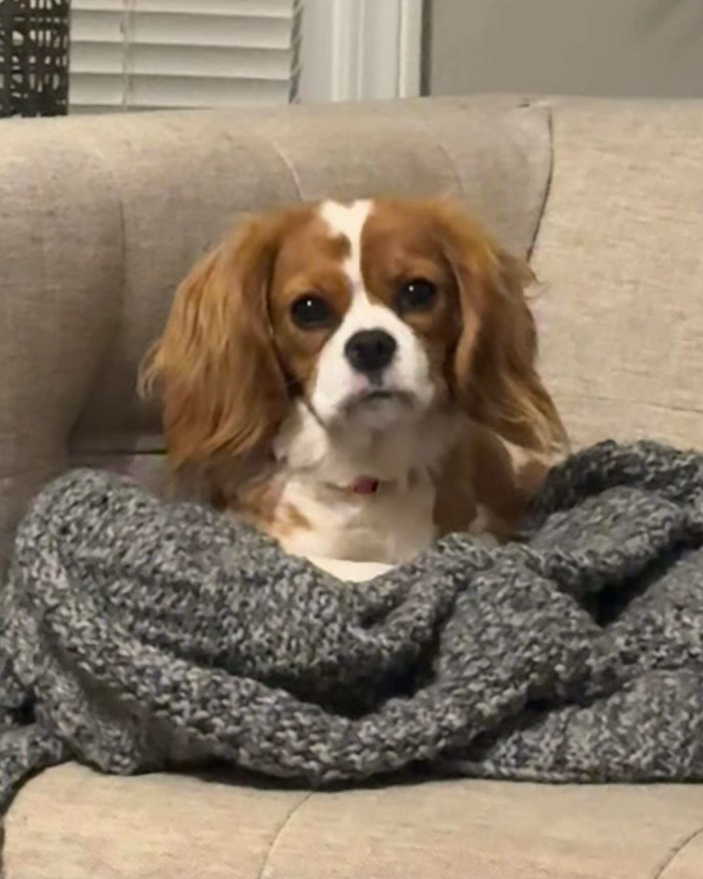 Mae the Cavalier King Charles Spaniel