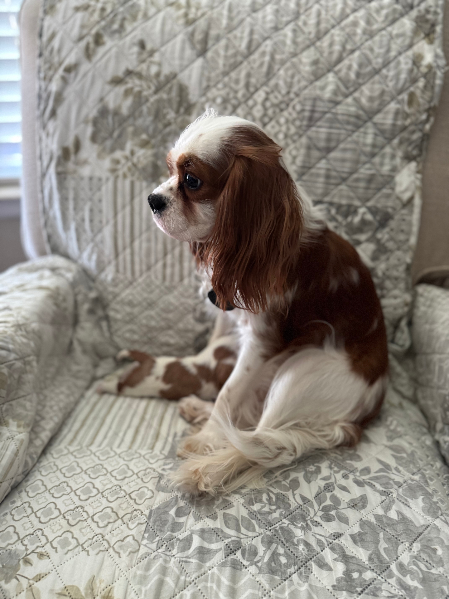 Maya the Cavalier King Charles Spaniel