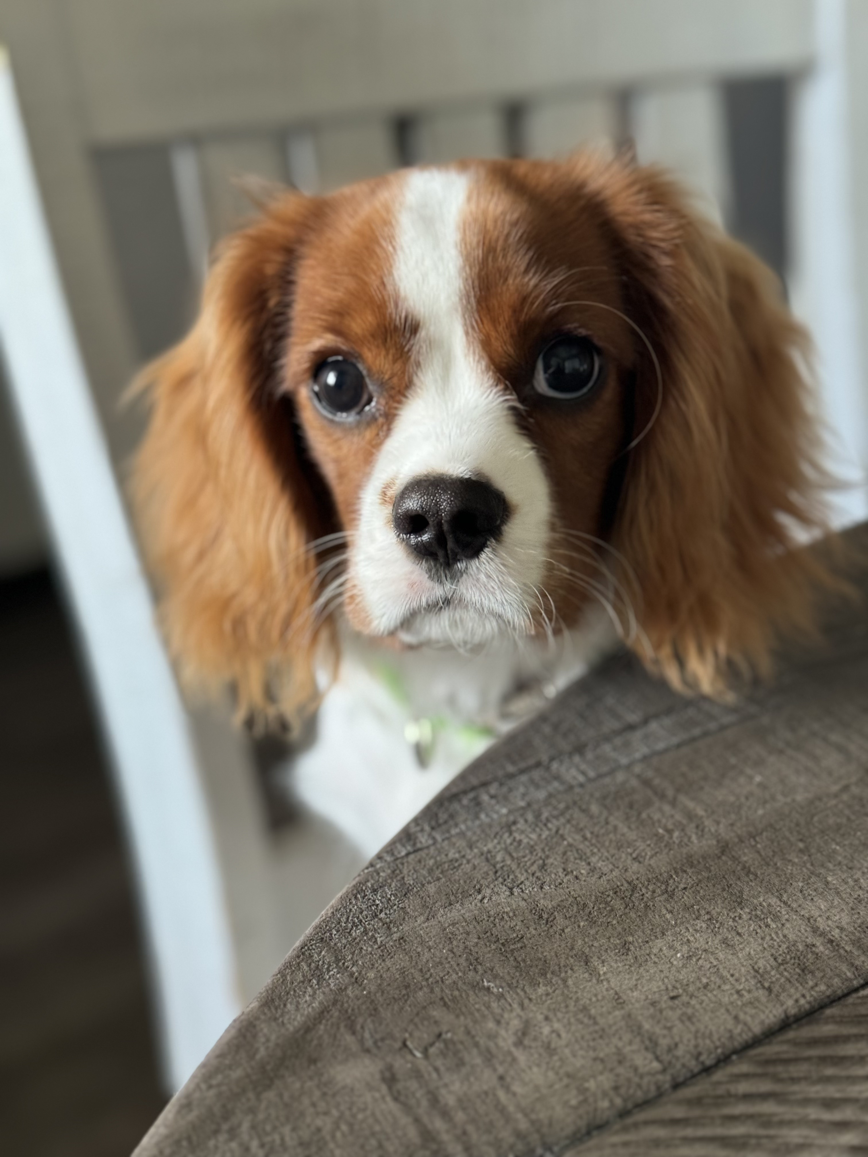 Braxton the Cavalier King Charles Spaniel