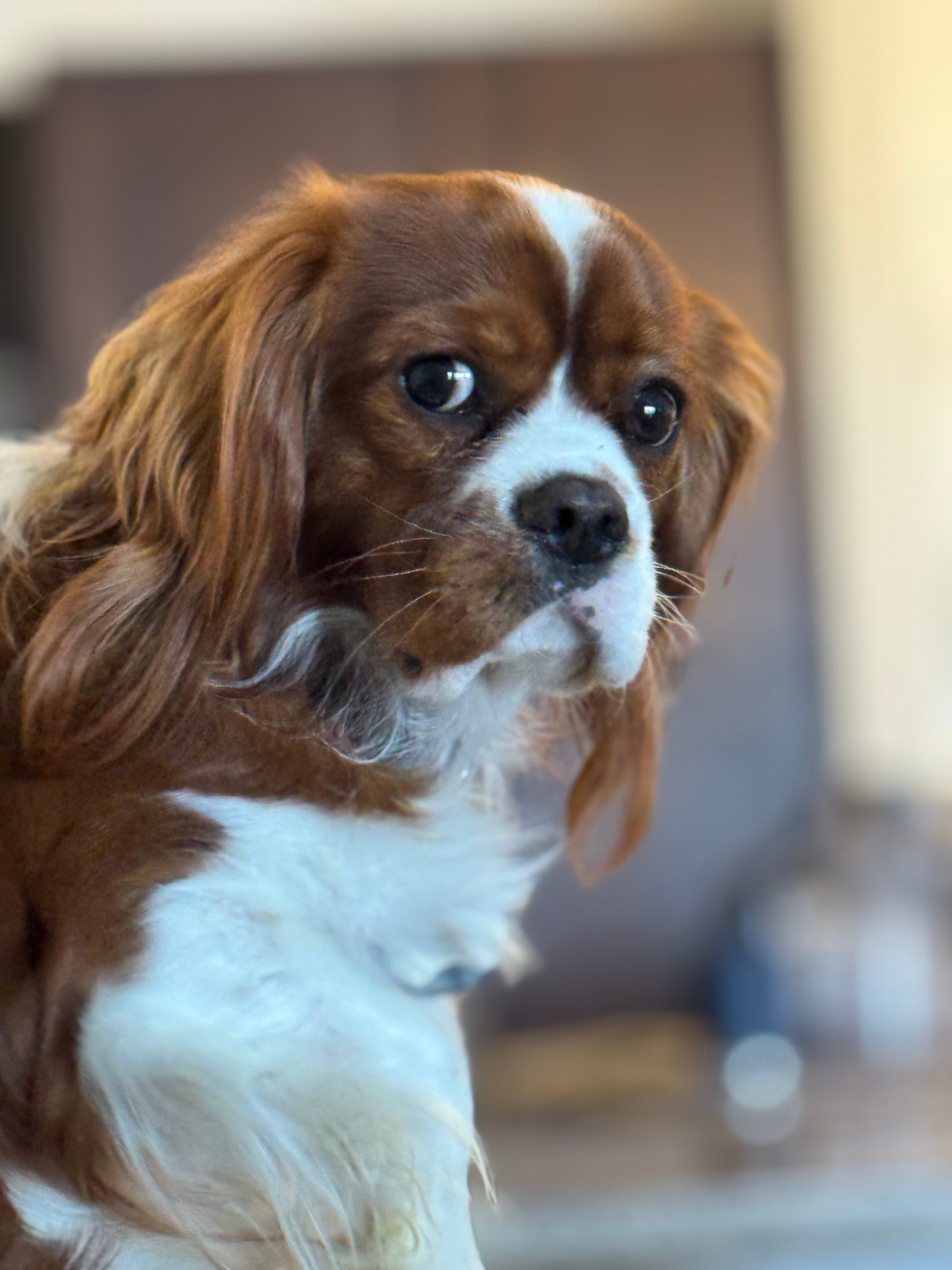 Digsby the Cavalier King Charles Spaniel