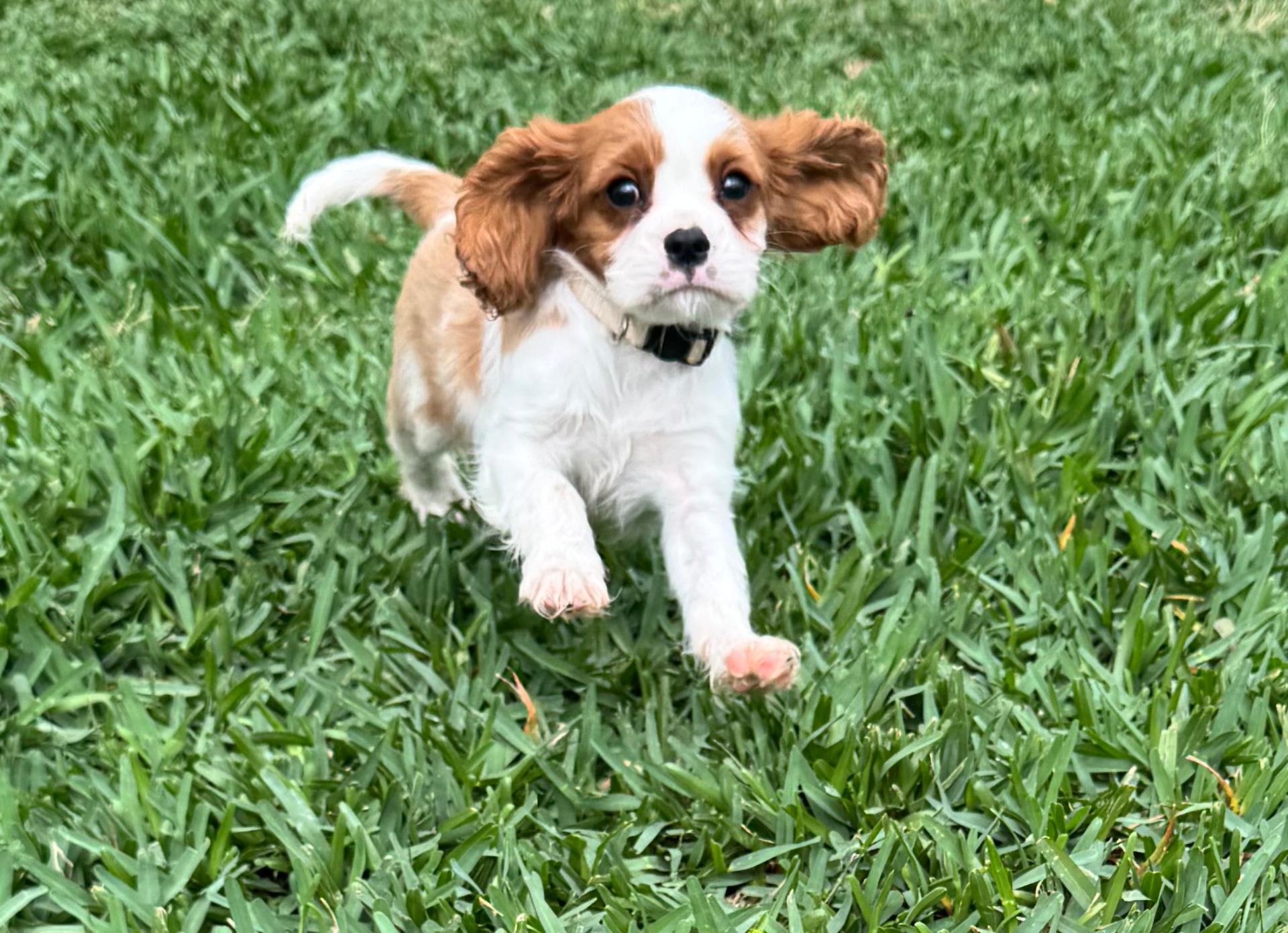 Cavalier puppy mid-leap on grass