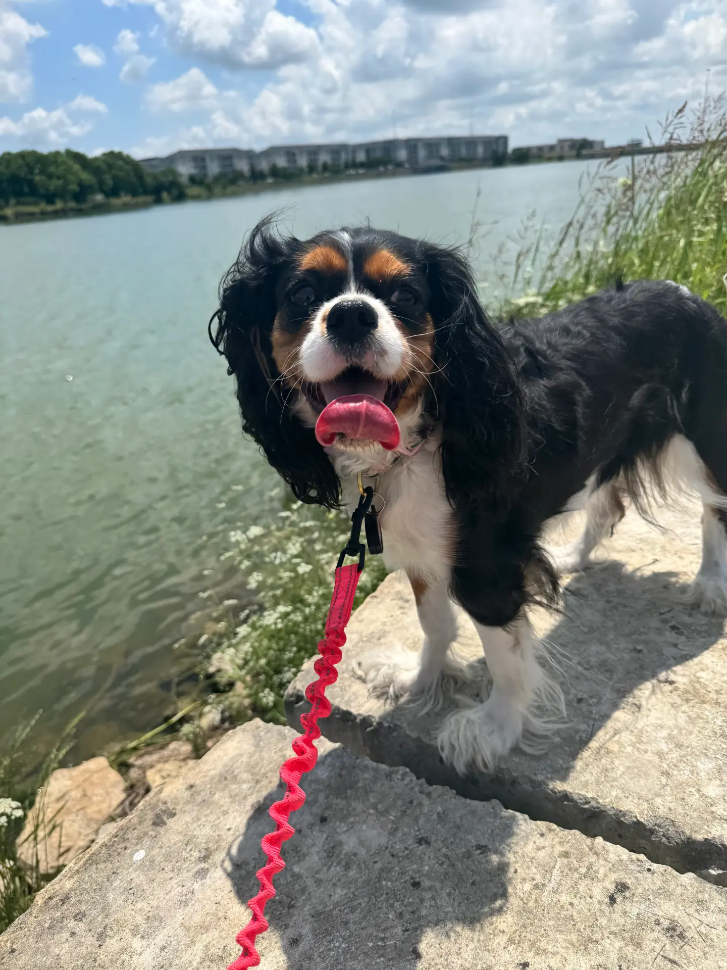 Tri-color Cavalier by the lake