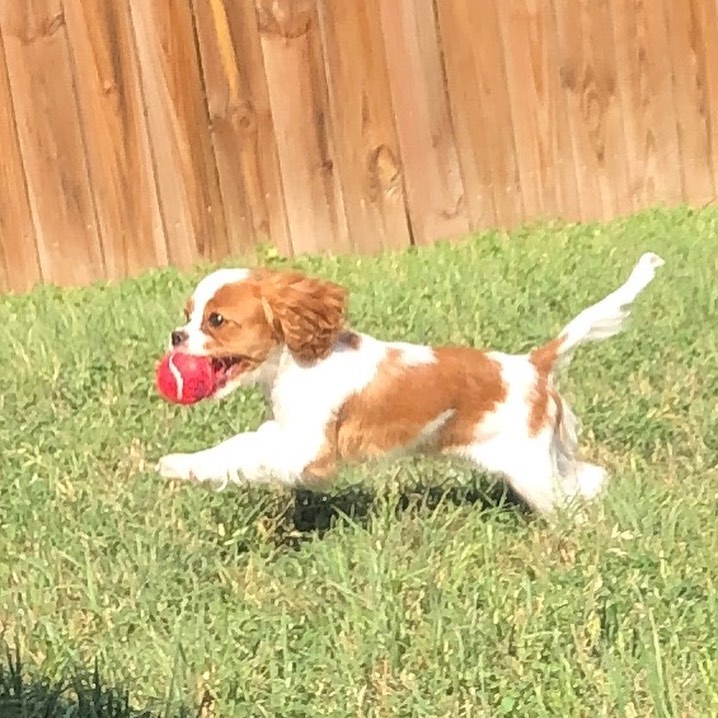 Cavalier with red ball