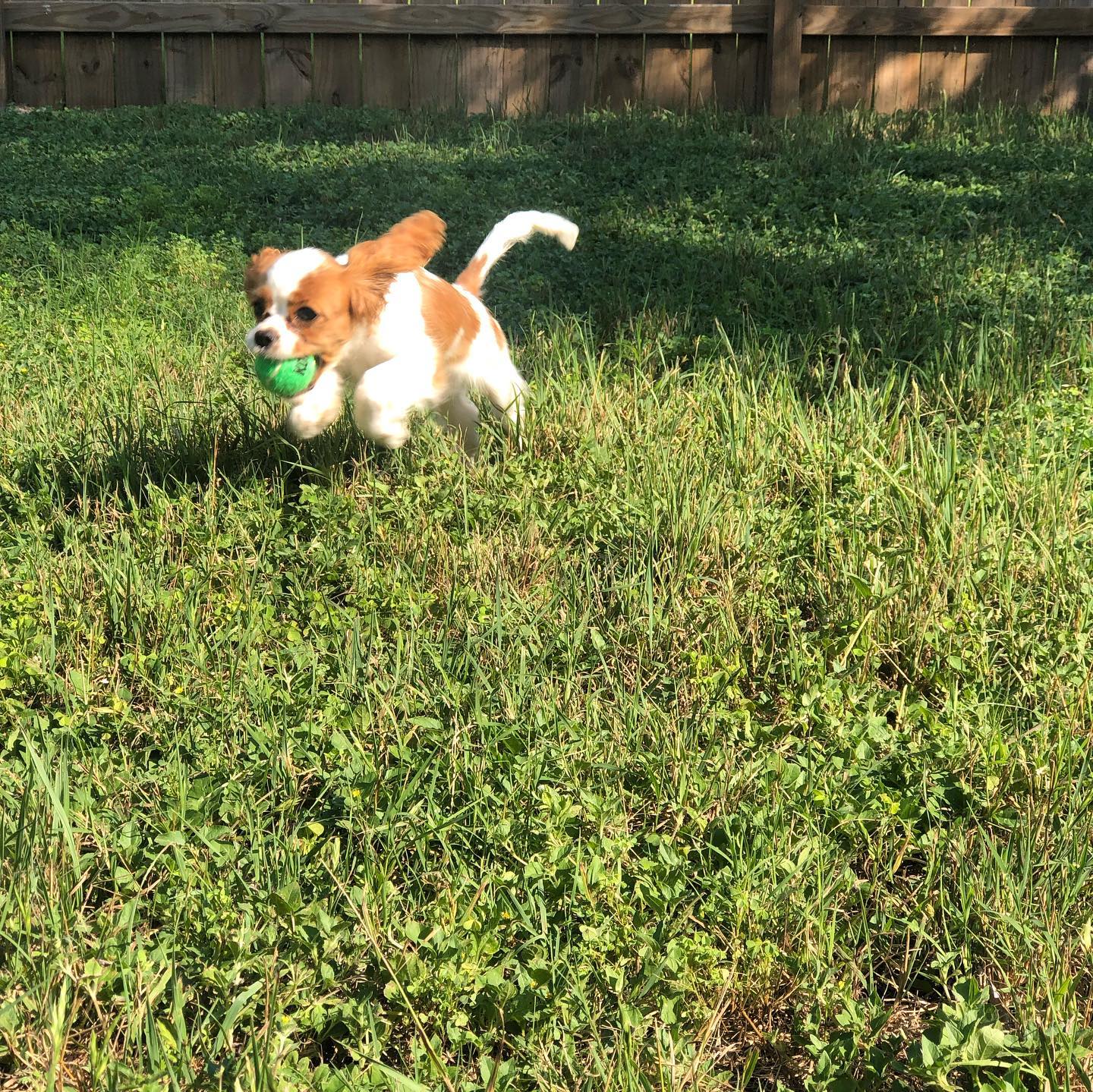 Cavalier with green ball