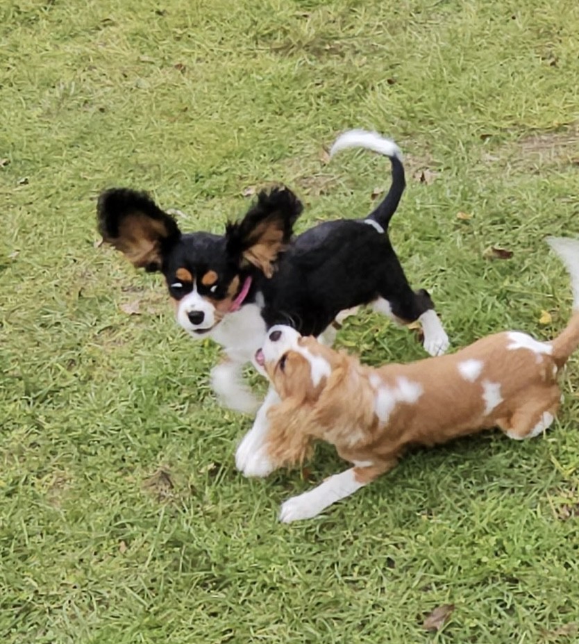 Two Cavalier puppies playing on grass
