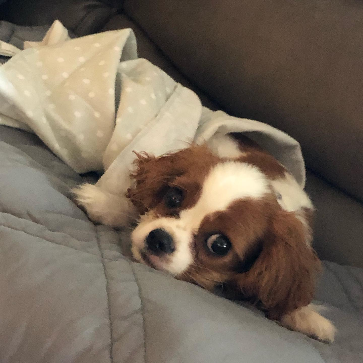 Blenheim Cavalier snuggled in a blanket