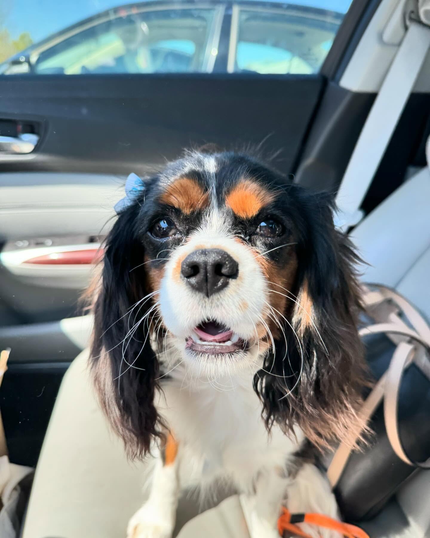 Mallory the Cavalier King Charles Spaniel
