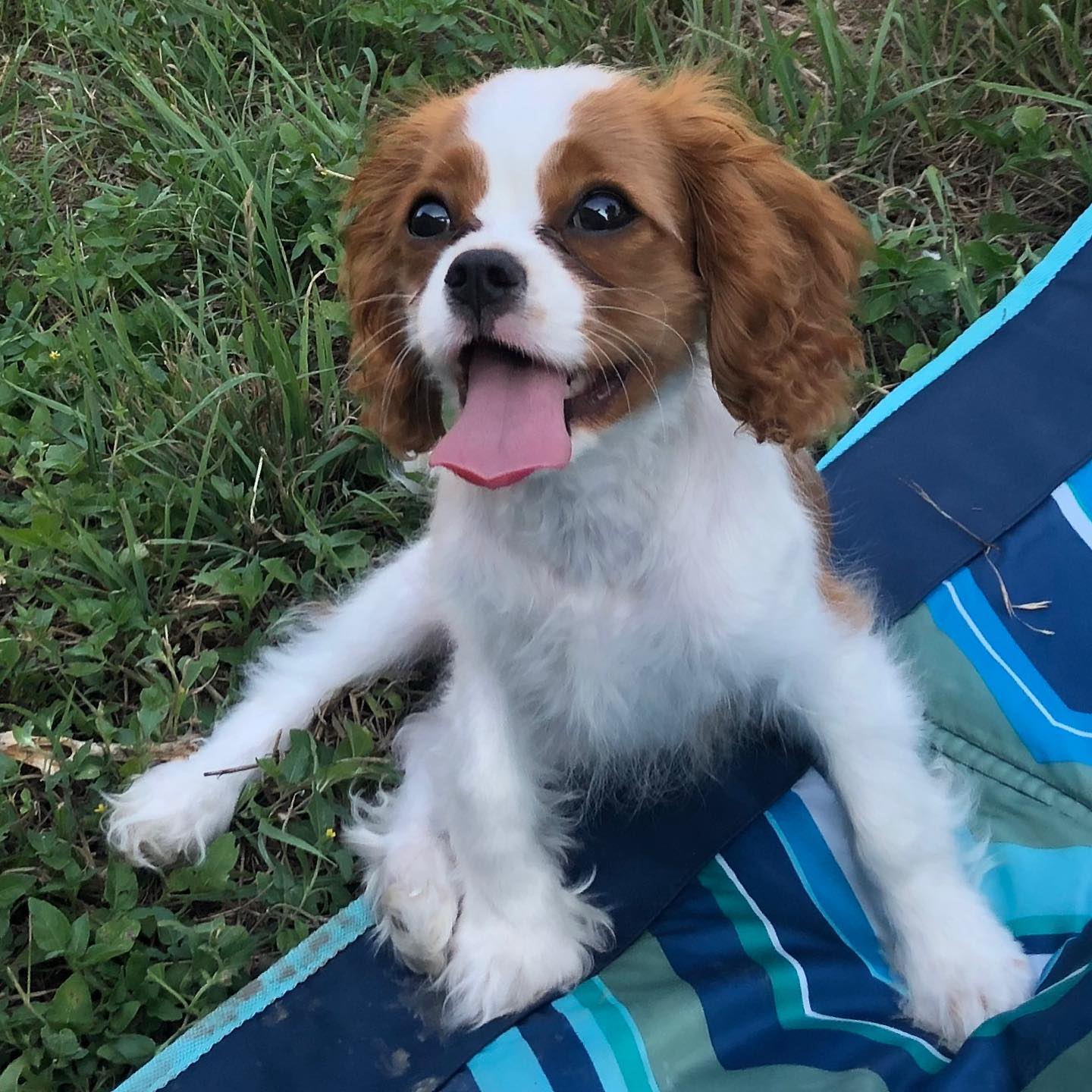 Blenheim Cavalier puppy sitting in the grass